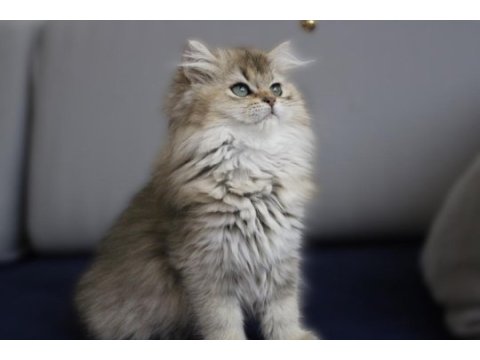 British longhair golden ny25 dişi