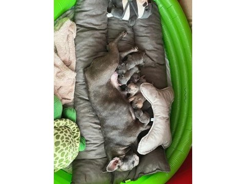 Anne blue - baba blue tan french bulldog yavrular