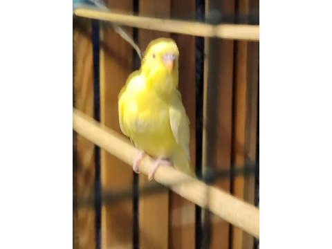 Yeni yeme düşen jumbo muhabbet kuşu bebekler