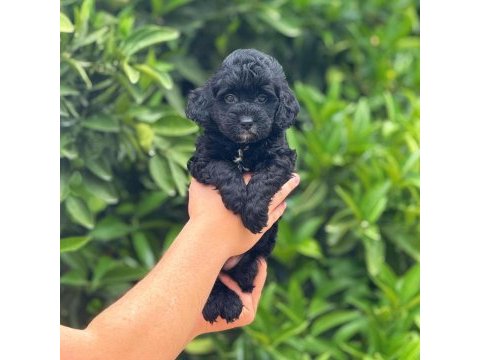 Pamuk şeker tatlılığında siyah maltipoo yavrumuz