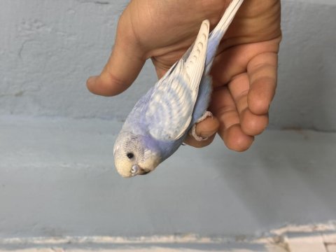 Sağlıklı konuşturmalık muhabbet kuşu bebekler