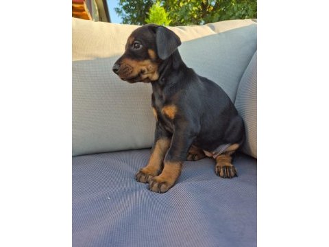 2 aylık a kalite doberman yavrular