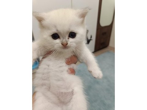 Scottish straight ve scottish fold yavrularım