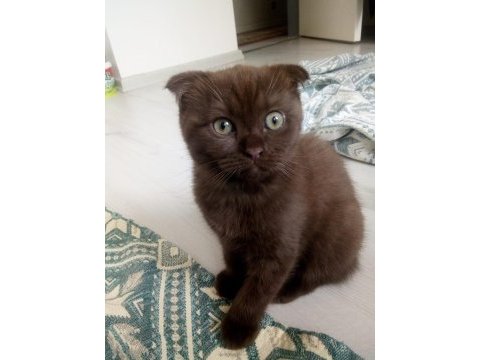 Chocolate point scottish fold