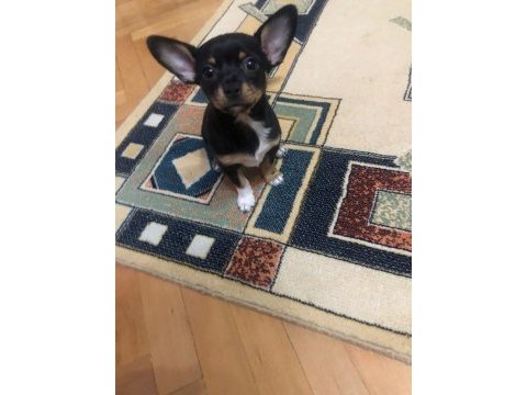 Chihuahua yavrum yeni yuvasını bekliyor
