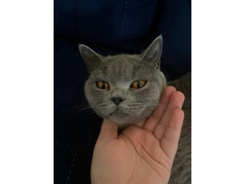 Kedimiz dumanla gümüş sahiplendirilecektir