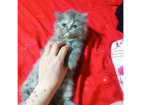 İran yavrular anne altından