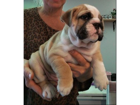 Türkiye'de en orjinal ingiliz bulldog bebekler