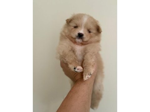 Pomerian boo