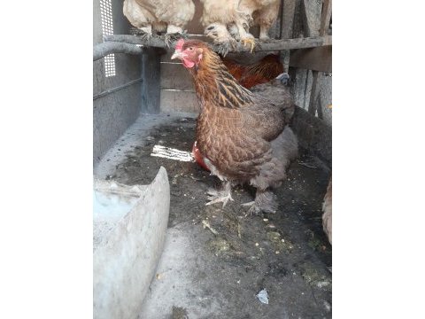 Black modled brahma horoz