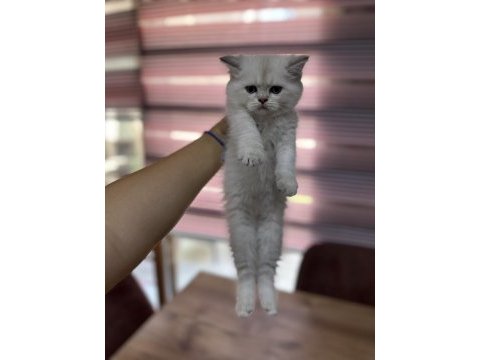 Scottish fold yeni yuvaları için hazırlar