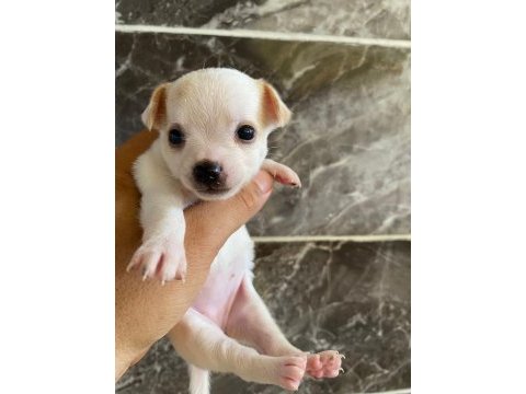 Teacup orjinal chihuahua yavrular
