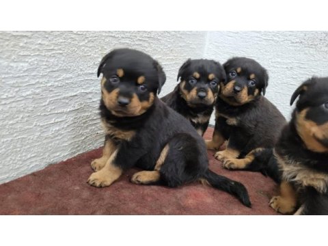 Rottweiler yavruları ırk garantilidir