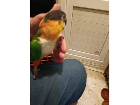 Kara kafa uysal caique