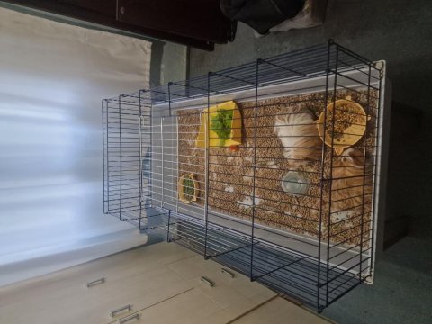 Satılık ginepig ve tavşan kafesi