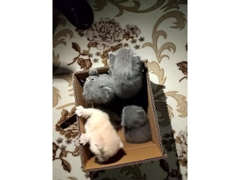 British shorthair yavrularımız yeni sahiplerini bekliyor