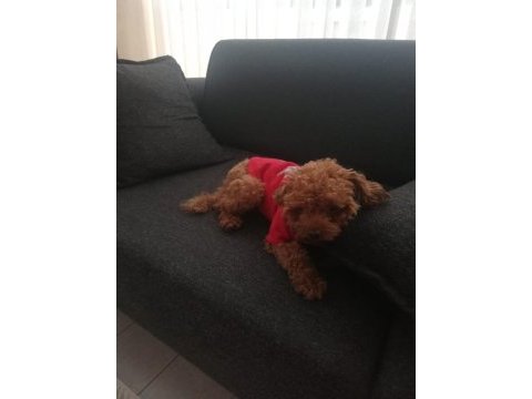 Toy poodle köpeğimiz