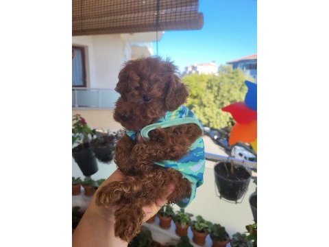 Korekan poodle mükemmel güzellikte