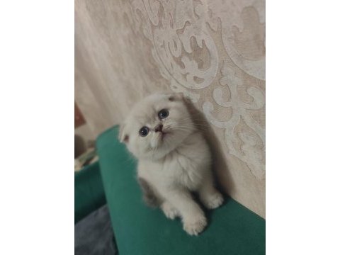 Scottish fold yavru