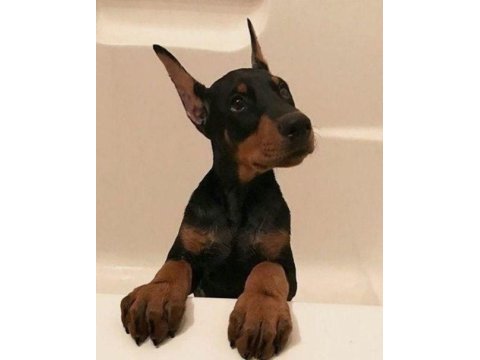 Fenasal estetikli doberman yavrular