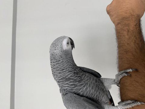 Evcil konuşan jako papağanı