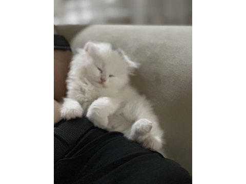 British longhair orjinal