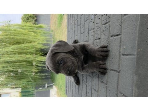 2 aylık erkek cane corso köpekler siyah dişiler blue