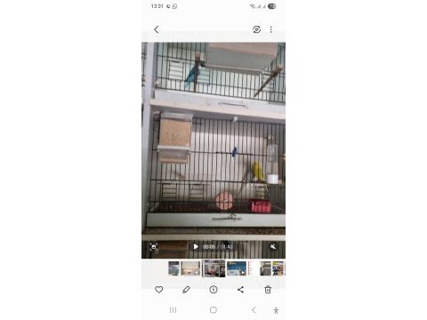 Cennet, sevda, muhabbet, kanarya, goldenfinch,kayseri merkez