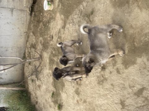 Dev kangal yavruları