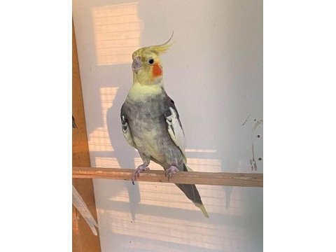 2 yaşında erkek sultan papağanı