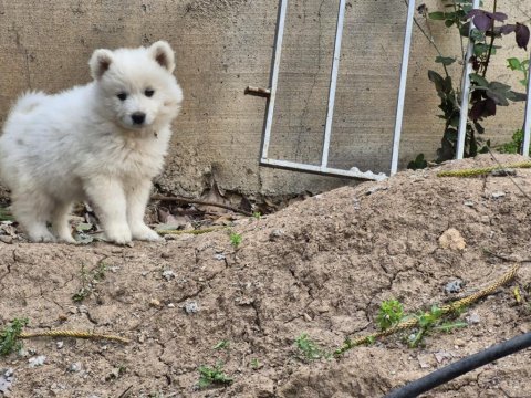 Kartopu samoyed bebekler