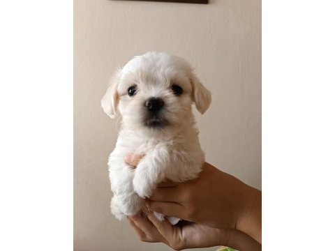 Maltese terrier dişi yavrumuz