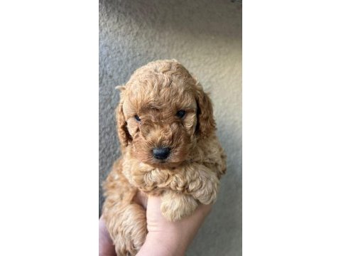 1 dişi ve 1 erkek son kalan garantili toy poodle yavrular