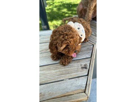 Minyatür toy poodle yavru