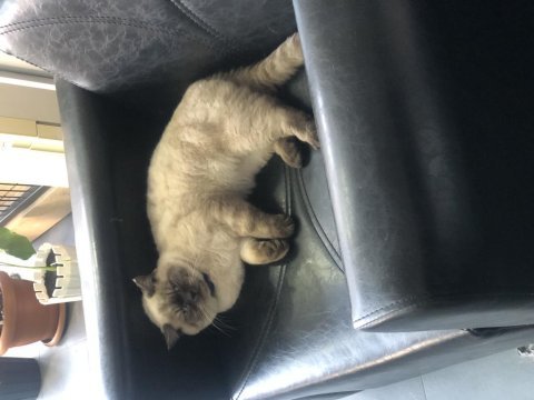 Her eğitimi tamamlanan british shorthair