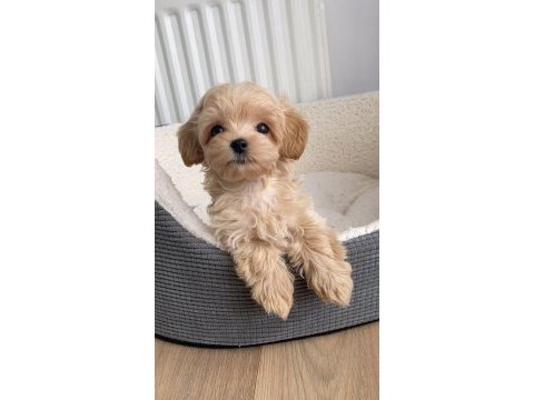 Maltipoo yavrularımız bardak boy
