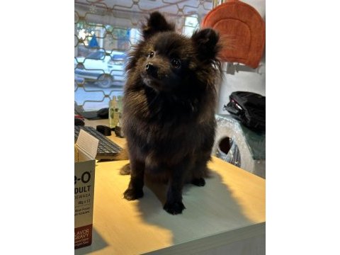 Yavru dişi pomeranian 6,5 aylık