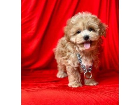Irk ve sağlık garantili maltipoo yavrular | tacedpet