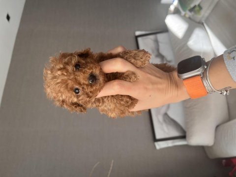 Antalya ev doğumlu erkek poodle yavrular