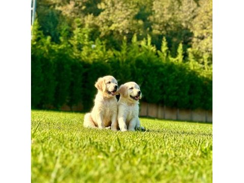 Golden çiftliğinden golden retriever yavruları