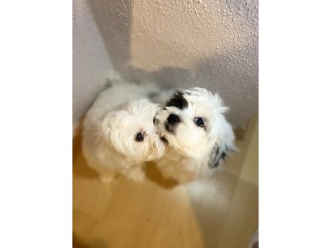 Son maltese oğlumuz sütten yeni kesildi