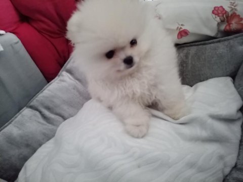 Pomeranian teacup erkek