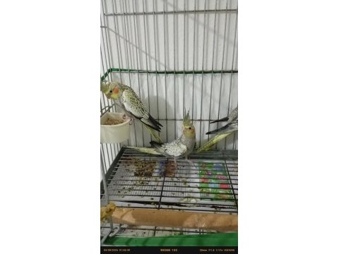 Uyguna yavru sultan papağanları