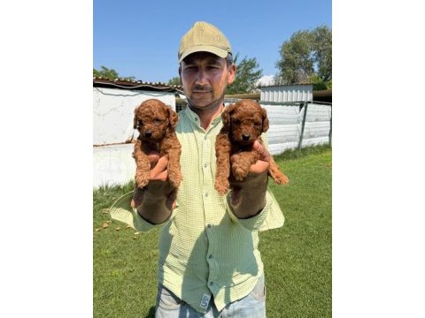 Toy poodle yavrularımız bir birinden güzel