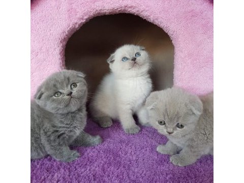 Irk ve sağlık garantili scottish fold yavrular | tacedpet