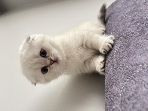 Saf kan scottish fold