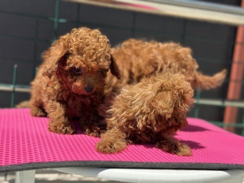 Petmode köpek çiftliğinden tea cup kore poodle