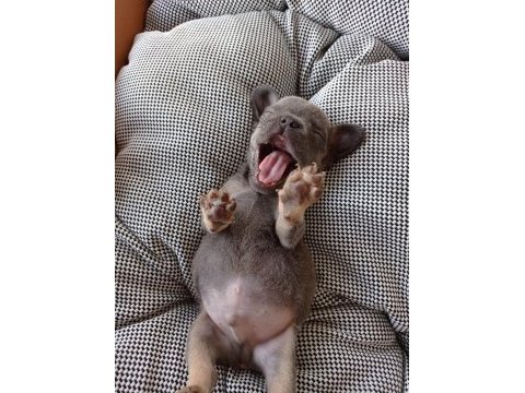 Erkek blue and tan isabella carrier french bulldog yavrular