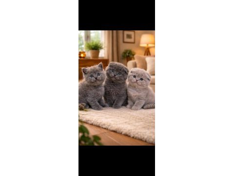 45 günlük scottish fold yavrularımız