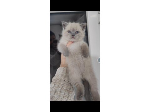 British shorthair bebekler teslime hazırdır hayırlı olsun